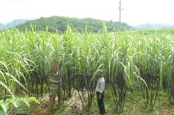 Mô hình cánh đồng thu nhập cao của xã Đông Bắc, huyện Kim Bôi với công thức luân canh 2 lúa + 1 màu cho thu nhập bình quân 55,4 triệu đồng/ha/năm