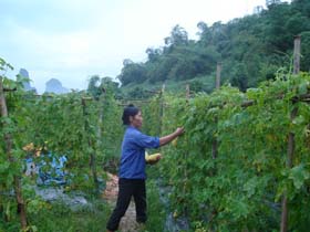 Nhiều hộ gia đình trong xóm đã thoát nghèo nhờ học tập mô hình trồng mướp đắng của gia đình anh Lâm