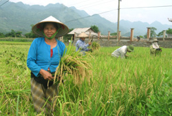Nông dân xã Địch Giáo, huyện Tân Lạc thu hoạch lúa trà sớm, năng suất đạt trên 52 tạ/ha