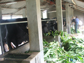 Gia đình chị Thúy xã Nhuận Trạch (huyện Lương Sơn) đầu tư hàng trăm triệu đồng xây dựng hệ chuồng và hệ thống làm tươi mát để nuôi bò sữa.