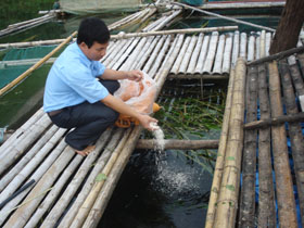 Bí thư Đảng ủy kiêm Chủ tịch UBND xã Hiền Lương Xa Văn Chính tiên phong nuôi 9 lồng cá.