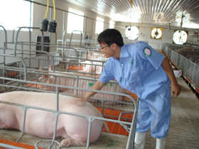 Công ty TNHH MTV Hà Phương hiện có 8 khu nhà nuôi lợn được xây dựng nghiêm ngặt theo tiêu chuẩn chăn nuôi công nghiệp hiện đại của Hà Lan.