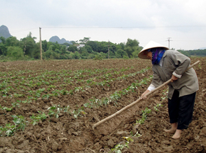 Nông dân xã Thống Nhất, thành phố Hòa Bình, lựa chọn trồng cây khoai lang để đảm bảo hiệu quả kinh tế vụ đông 2011.