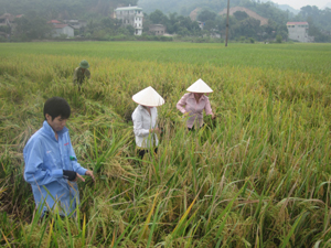Nông dân xã Trung Minh (thành phố Hòa Bình) đã thu hoạch khoảng 20% diện tích trên tổng số 83 ha lúa vụ hè - thu, năng suất ước đạt 58 tạ/ha. ảnh: P.V