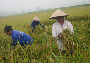 Nông dân xóm Mận, xã Phong Phú (Tân Lạc) thu hoạch lúa mùa, năng suất ước đạt 55 tạ/ha.