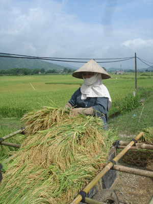 Nông dân xã Xuất Hóa (Lạc Sơn) thu hoạch lúa vụ mùa, năng suất bình quân ước đạt 46 tạ/ha.

