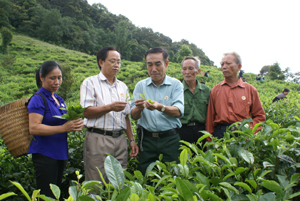 Lãnh đạo Hội CCB tỉnh và Hội CCB huyện Mai Châu thăm mô hình trồng cây chè của chi hội CCB xóm Trà Đáy, xã Pà Cò. Ảnh: Hoàng Huy