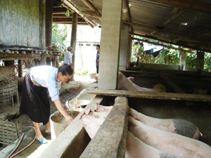Nhờ nguồn vốn vay của ngân hàng CSXH, gia đình ông Bùi Văn Nử, xóm Cát, xã Yên Phú (Lạc Sơn) vay vốn nuôi lợn cho thu nhập trên 50 triệu đồng/năm.