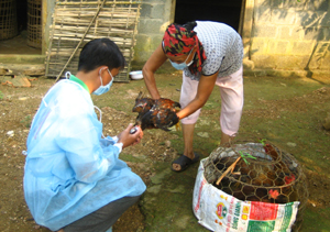 Tỉnh ta đã hoàn thành tiêm vắc xin tại địa bàn ổ dịch cúm A/H5N1 huyện Lương Sơn. Trong ảnh: Cán bộ thú y tiêm vắc xin cúm A/H5N1 tại xã Hợp Hòa.