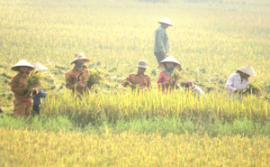 Bà con nông dân xã Phú Lương hỗ trợ nhau khẩn trương thu hoạch lúa vụ mùa.