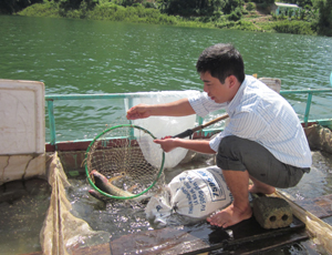 Nghề nuôi cá lồng góp phần cải thiện cuộc sống  người dân vùng hồ Hiền Lương (Đà Bắc).