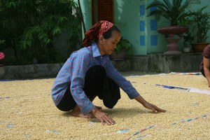 Người dân xã Phú Cường lần đầu tin trồng và thu hoạch cây đậu tương có giá trị kinh tế cao hơn so với cây ngô truyền thống.