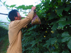 Nông dân xã Thanh Hối (Tân Lạc) mở rộng diện tích trồng bí xanh  cho thu nhập cao.