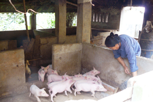 Từ nguồn vốn vay ưu đãi của Chính phủ nhiều hộ nông dân đã thoát nghèo. Ảnh: Chị Nguyễn Thị Hương, xóm Hông, xã Tuân Lộ đầu tư chăn nuôi lợn cho thu nhập 50 triệu đồng/năm.
