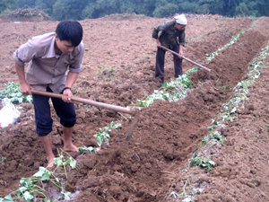 Nông dân xã Cố Nghĩa (Lạc Thủy) lựa chọn trồng khoai lang trên diện tích sản xuất vụ đông 2013, cho giá trị kinh tế cao.
