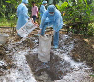 Toàn bộ số gia cầm mắc cúm A/H5N1 đã được chôn hủy theo quy định khống chế nguy cơ lây lan.

