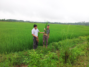 Cán bộ BVTV tỉnh và huyện Lương Sơn thường xuyên kiểm tra quá trình sinh trưởng, phát triển của cây lúa khi thực hiện mô hình thâm canh lúa SRI.

