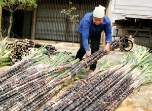 Cây mía là cây chủ lực trong XĐ-GN cho các hộ dân trên địa bàn xã Dũng Phong (Cao Phong).