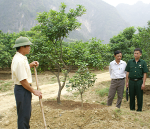 Gia đình ông Bùi Trọng Quyết, xóm Rỵ, xã Phú Thành cải tạo vườn đồi trồng được hơn 1ha diện tích cam Canh và bưởi Diễn. Ảnh: HH