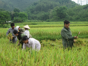 Nông dân xã Phú Lai (Yên Thủy) thu hoạch lúa vụ mùa.

