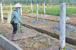 Phấn đấu về đích năm 2015, xã Hợp Thịnh chú trọng hỗ trợ phát triển sản xuất nông nghiệp, đầu tư mạnh cho các mô hình kinh tế mới. Ảnh: Mô hình trồng thanh long ruột đỏ mang lại giá trị kinh tế cao.


