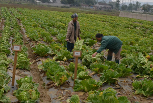 Nông dân xã Yên Trị (Yên Thuỷ) chăm sóc rau theo mô hình trồng rau sạch Hàn Quốc. 
