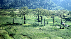 Thung lũng mướt xanh - Điểm nhìn từ xã Quyết Chiến.