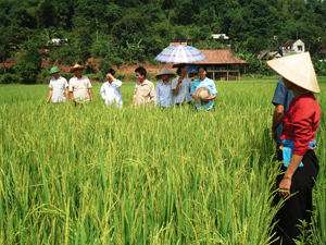 Mô hình sản xuất giống lúa nông hộ ĐS1 tại xóm Nà Phang, xã Mường Chiềng (Đà Bắc) thu được trên 6 tấn giống phục vụ sản xuất tại chỗ.

