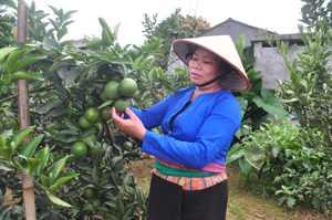 Nhiều hộ trên địa bàn huyện đã chuyển đổi diện tích đất sang trồng cam cho thu nhập cao (ảnh: Gia đình bà Bùi Thị Sơn, xóm Bảm, xã Tây Phong, huyện Cao Phong trồng cam đang cho thu năm thứ nhất)