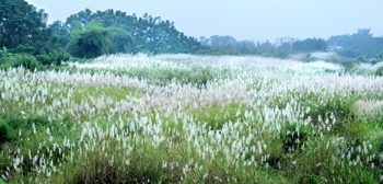 “Biển” hoa lau này chạy dài hàng km dọc bờ sông Đà.