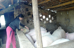 Từ nguồn vốn vay ưu đãi của NHCSXH, nhiều hộ dân xã Mỵ Hòa, Kim Bôi đầu tư chăn nuôi lợn từng bước ổn định cuộc sống.