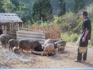 Người dân xã Mường Chiềng phát triển chăn nuôi lợn bản địa cho thu nhập khá.

