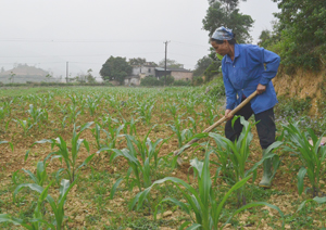 Không cấy được lúa vụ mùa vì thiếu nước trầm trọng, nông dân xã Sào Báy (Kim Bôi) chủ động trồng ngô đông trên đất bãi xong trước 15/9/2015, đảm bảo tốt về thời vụ, diện tích và hiệu quả thâm canh.
