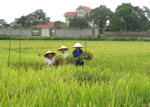 Đến nay, huyện Lương Sơn đã thu hoạch trên 50% diện tích lúa mùa, năng suất bình quân ước đạt gần 50 tạ/ha, cao hơn mức bình quân chung của tỉnh.
