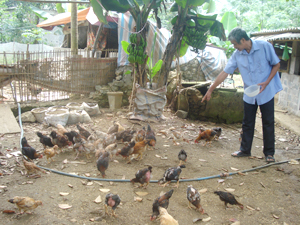 Hộ chăn nuôi hưởng lợi từ Dự án hỗ trợ phát triển gia cầm bền vững tại huyện Kim Bôi.

