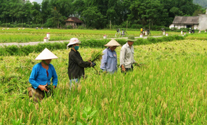 Nông dân xã Địch Giáo (Tân Lạc) khẩn trương thu hoạch lúa vụ mùa trà muộn, năng suất ước đạt gần 48 tạ/ha.