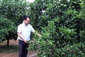 Mô hình trồng cam xã Nam Phong, Cao Phong cho thu nhập trên 600 triệu đồng/ha/năm.