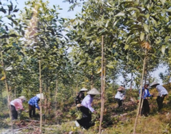 Nhân dân xã Hợp Kim tích cực tham gia trồng cây lâm nghiệp đem lại hiệu quả kinh tế cao