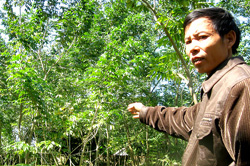 Những cây sưa non 3-4 năm tuổi của Công ty TNHH Lăng Văn Bắc (Tam Quan-Vĩnh Phúc) ế ẩm trong khu vườn rộng 2ha, không có khách mua như trước