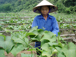 Nông dân xã Thanh Hối đưa giống mới vào sản xuất vụ đông 2010