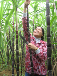 Những năm gần, cây mía tím đã giúp nhiều hội viên HNĐ huyện huyện Cao Phong thoát nghèo và làm giàu chính đáng.