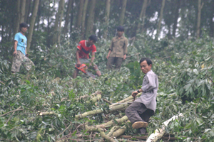 Nhân dân xã Hưng Thi (huyện Lạc Thuỷ) khai thác hợp lý rừng nguyên liệu.
