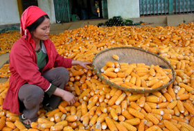 Bà con xã Ba Khan, huyện Mai Châu thu hoạch ngô đông năm 2010