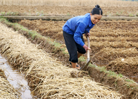 Gia đình chị Bùi Thị Bảo, xóm Chiêng II chăm sóc khoai tây mới trồng