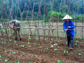 Nông dân thị trấn Lương Sơn chủ động chăm sóc cây rau màu vụ đông