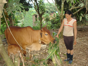 Người dân xóm Tân Lâm, xã Phú Thành (Lạc Thủy) tận dụng lá ngô sau thu hoạch để làm thức ăn thô cho trâu, bò, đảm bảo nguồn dinh dưỡng đầy đủ cho trâu, bò trong mùa đông 2011.