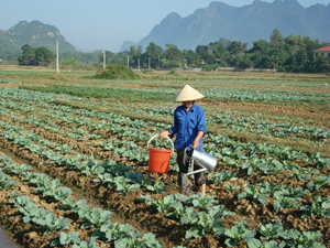 Những mặt hàng nông sản được nông dân xã Hạ Bì (Kim Bôi) thu hoạch và bán ngay tại chỗ.