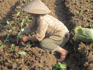 Nông dân xã Phú Lai (Yên Thủy) mở rộng diện tích trồng cây vụ đông