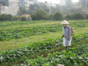 Xã viên HTX nông nghiệp xã Thượng Cốc  (Lạc Sơn) chăm sóc cây màu vụ đông.