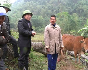 Lãnh đạo Chi cục thú y kiểm tra tình hình dịch bệnh và phòng chống rét cho trâu, bò tại huyện Cao Phong.